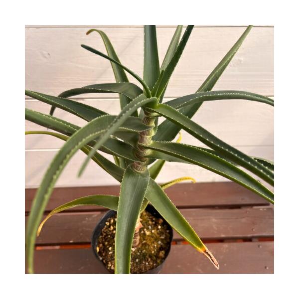 アロエ ストリアツラ (Aloe striatula) 4号 (直径12cm) ロングポット苗 1個 耐寒性 木立アロエ 多肉植物 観葉植物 ドライガーデン ロックガーデン