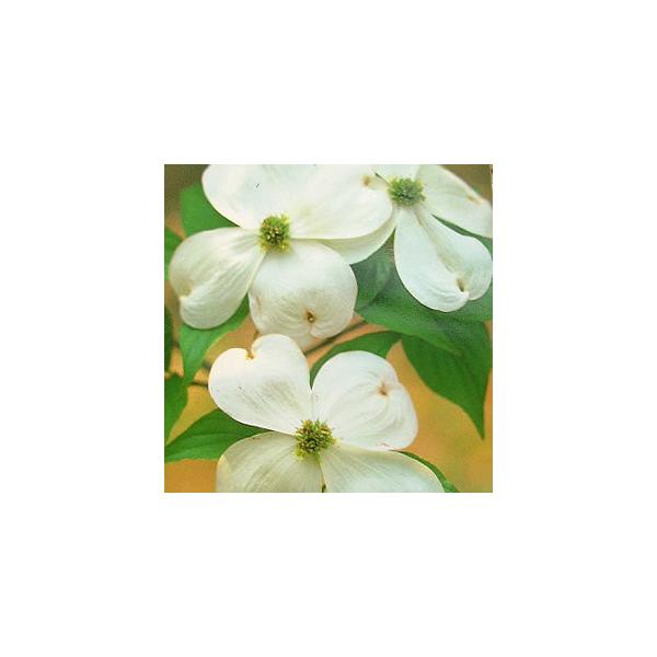 アメリカ 花 - 植木・盆栽の人気商品・通販・価格比較 - 価格.com アメリカ 花 - 植木・盆栽の人気商品・通販・価格比較 - 価格.com