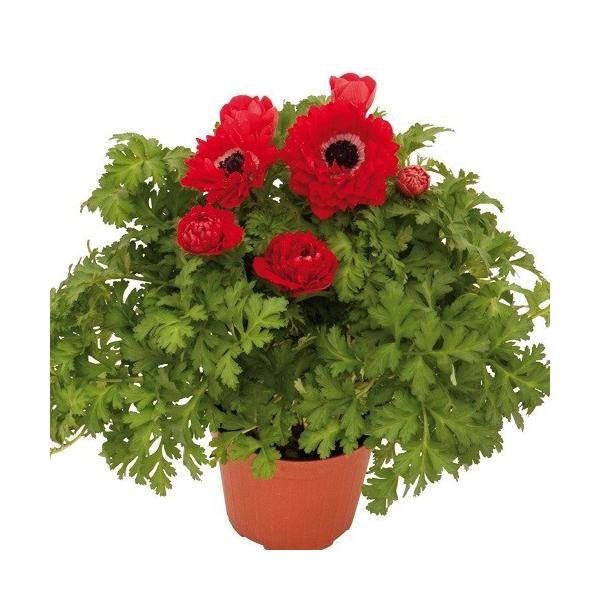 アネモネ パンドラ ダブル 球根性宿根草 選べる4色 八重咲き1株 Buyee Buyee 日本の通販商品 オークションの代理入札 代理購入