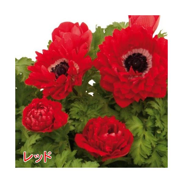 アネモネ パンドラ ダブル 球根性宿根草 選べる4色 八重咲き1株 Buyee Buyee 日本の通販商品 オークションの代理入札 代理購入