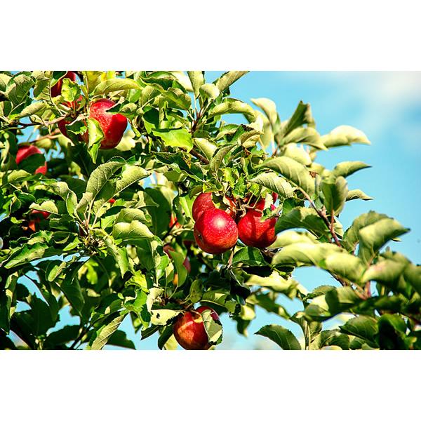 ゴールデンデリシャスの交配種で、果実が大きくジューシーで豊産性です。また、育てやすく、寒冷地から暖地まで幅広い地域で栽培できます。自家結実不和合性なので他品種の混植が必要です。交配品種は王林、富士などが良いです。■落葉高木■開花期：4月■収...