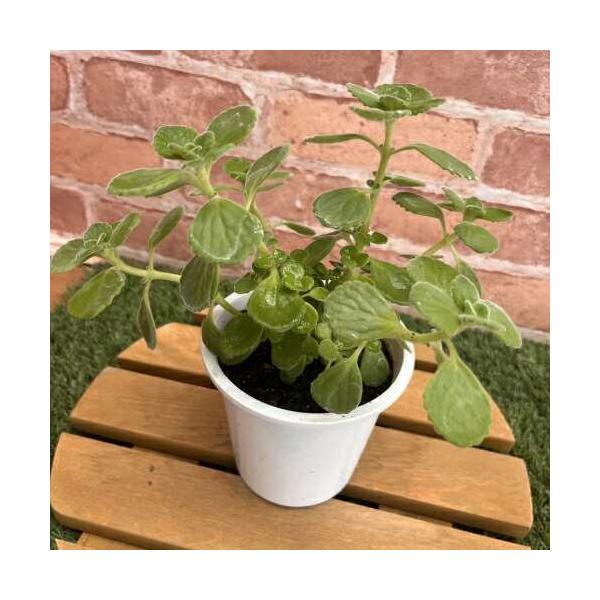 ハーブ アロマティカス　4号プラ鉢 (直径12cm) 宿根草 香りのお花 薬草 虫よけ オイゲノール チモール 多肉質