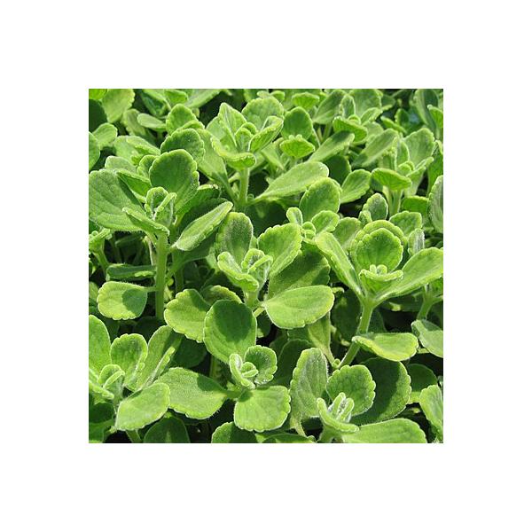 n[u  A}eBJX 9cm|bg c  ϗtA 񂹐AP  K[fjO  v^[