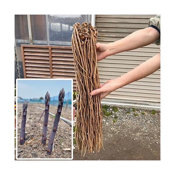 満味紫は、鮮やかな濃い紫色が特徴の定番ロングセラー品種です。春芽はとても太くて、穂先のしまりが良い高品質種です。甘味が強く柔らかで美味しいので、サラダにも最適！ポリフェノール（アントシアニン）含量がグリーンアスパラより多く、栄養価も高いです...