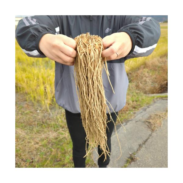 【内緒の解説】全国送料無料ですが沖縄へのお届けはできません。実はこのＭ株はかなり広範囲のホー○セ○ターで1株698円から798円で販売されています。これを10株で送料相当を含めても5980円でご案内です。だからあまり大っぴらにご案内出来ませ...