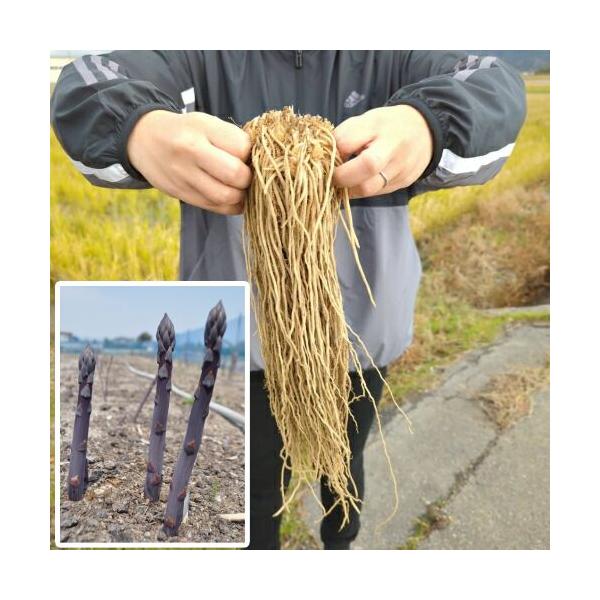 ウンチクが多くて書き切れません。 とにかく、これが１年目の新株とは普通ではアンビリーバボー。 甘みとコクの有るおいしいアスパラが初年度から楽しめます。 水と肥料をたっぷり与えてくださいね。連続して収穫するにはたくさん植えるのが一番ですよ〜！...