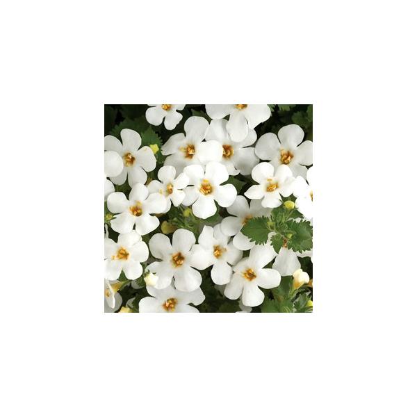 プランター 花 植え 苗の人気商品 通販 価格比較 価格 Com