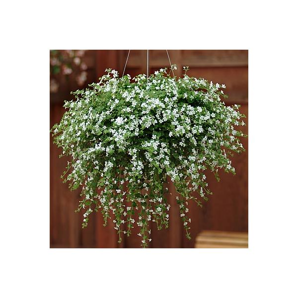 苗 バコパの人気商品 通販 価格比較 価格 Com