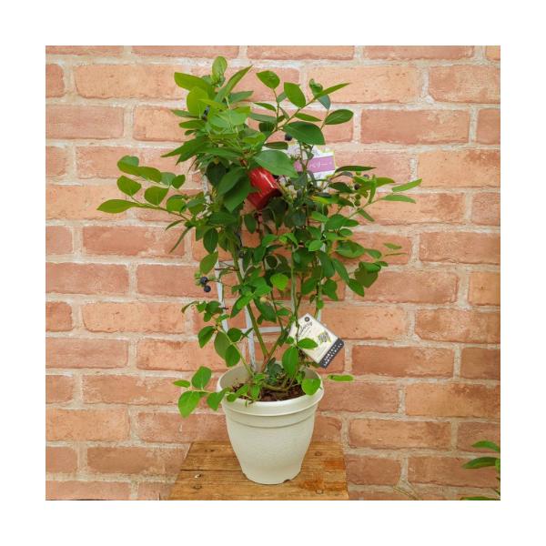 果樹苗 ブルーベリー サザンハイブッシュ系 2品種植え（シャープブルー