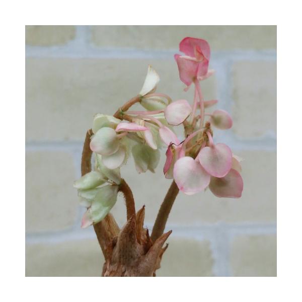 ベゴニア 鉢 苗の人気商品 通販 価格比較 価格 Com