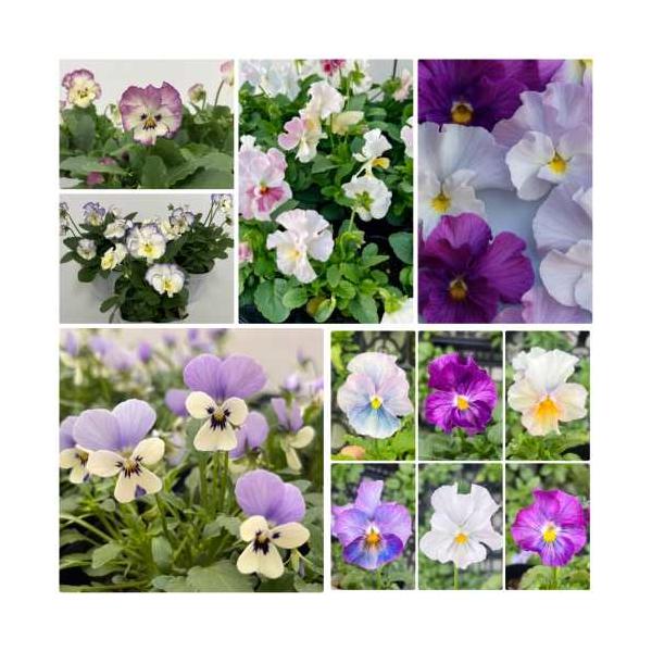 作りすぎたので大量に余ってます！！このビオラ花ろまんシリーズは、イングの森が生産農家さんに生産を委託して作ってもらっているのですが、 今年は手違いが有り生産開始が例年より1ヶ月も遅れてしまいました。なのでパンジービオラが一番売れる10~11...