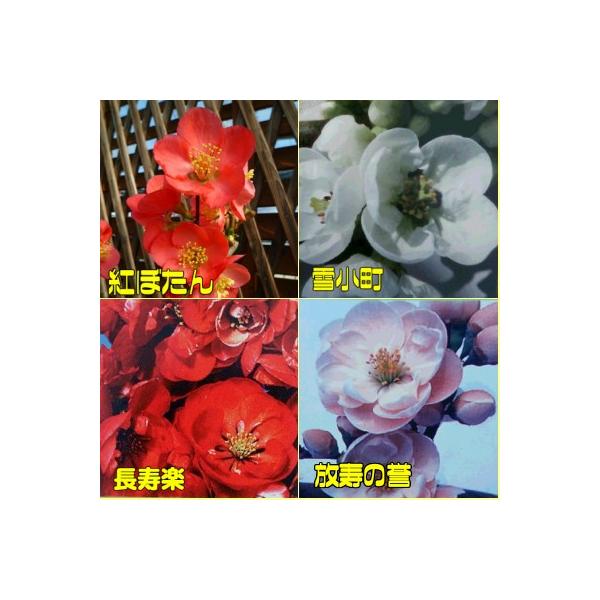 ボケ 木瓜 4号鉢 選べる4種 Buyee Buyee Japanese Proxy Service Buy From Japan Bot Online