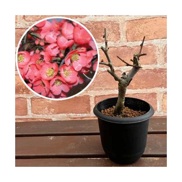 白梅、紅梅、ロウバイ等と並んで、春を感じさせる植木です。寒さ暑さに強いので育てやすいです。桜や藤の花が咲くのを待ちきれない方は、一足お先にこちらでお花見をどうぞ。実が瓜に似ているから木瓜(もけ)と呼ばれ、それがにごってボケになったそうです。...