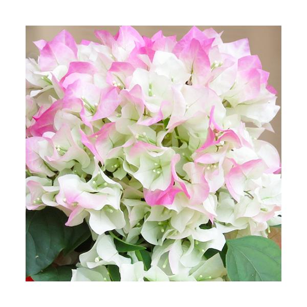 花 ブーゲンビリアの人気商品 通販 価格比較 価格 Com