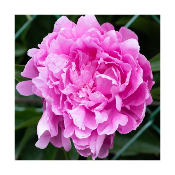 牡丹 鉢植えの人気商品 通販 価格比較 価格 Com