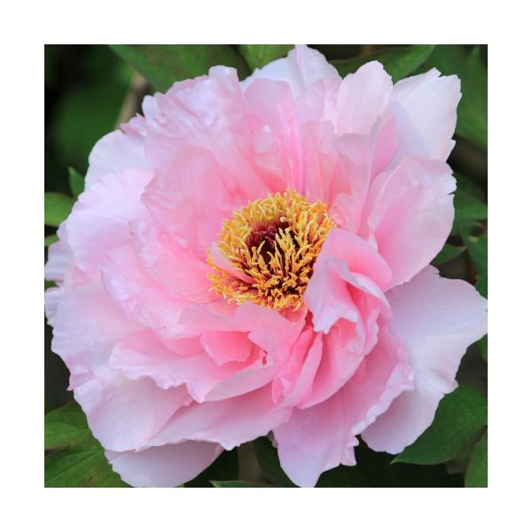 牡丹 苗の人気商品 通販 価格比較 価格 Com