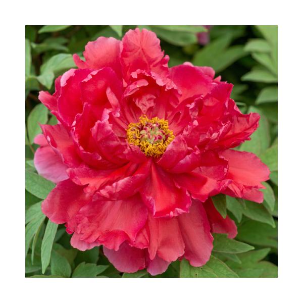 牡丹 鉢植えの人気商品 通販 価格比較 価格 Com