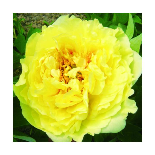牡丹 花 苗 ぼたん ボタン 金晃 キンコウ 豪華多弁咲き 6号鉢 直径18cm 2 3年物 Buyee Buyee Japanese Proxy Service Buy From Japan Bot Online
