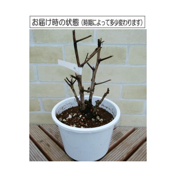 牡丹 花 苗 ぼたん ボタン 金晃 キンコウ 豪華多弁咲き 6号鉢 直径18cm 2 3年物 Buyee Buyee Japanese Proxy Service Buy From Japan Bot Online
