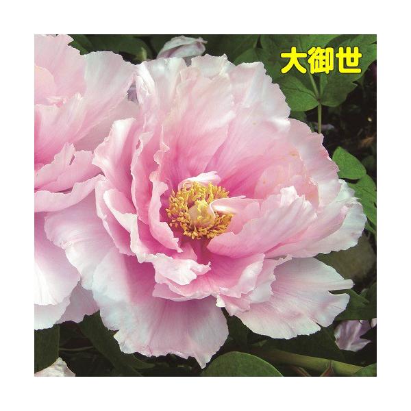 牡丹 花 ぼたん ボタン 鉢植えピンキーコレクション ピンク系でお勧めをご紹介 6号鉢 直径18cm 2 3年物 Buyee 日本代购平台 产品购物网站大全 Buyee一站式代购 Bot Online