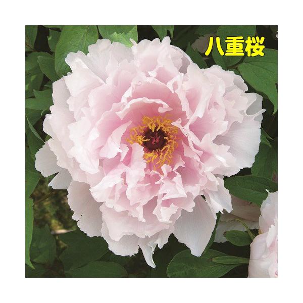 牡丹 花 ぼたん ボタン 鉢植えピンキーコレクション ピンク系でお勧めをご紹介 6号鉢 直径18cm 2 3年物 Buyee 日本代购平台 产品购物网站大全 Buyee一站式代购 Bot Online