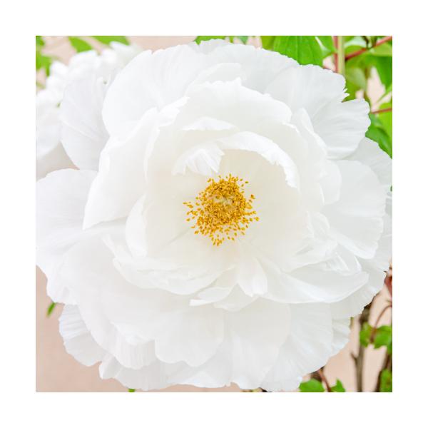 牡丹 花 苗 ボタン 鉢植え 春 連鶴 れんかく 豪華 多弁 八重 半抱え