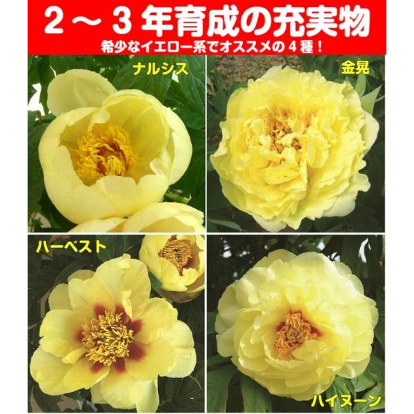 牡丹 花 ぼたん ボタン 鉢植えイエローコレクション 黄色系でお勧めを
