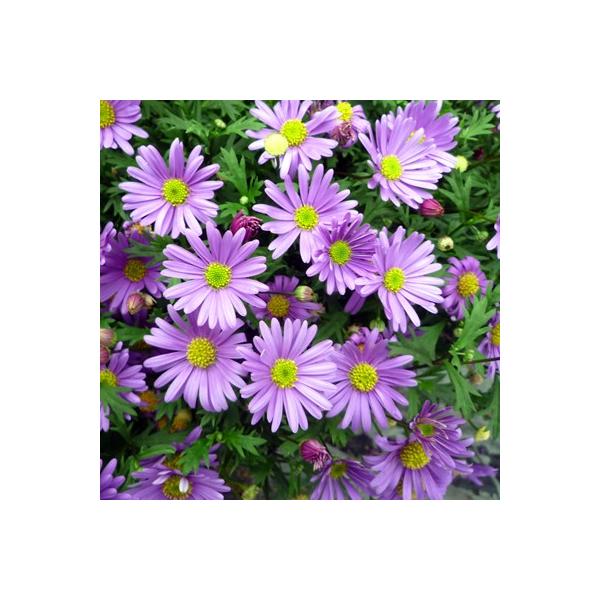 ブラキカム ブラスコ バイオレット 姫コスモス １株 宿根草 Buyee Buyee Japanese Proxy Service Buy From Japan Bot Online