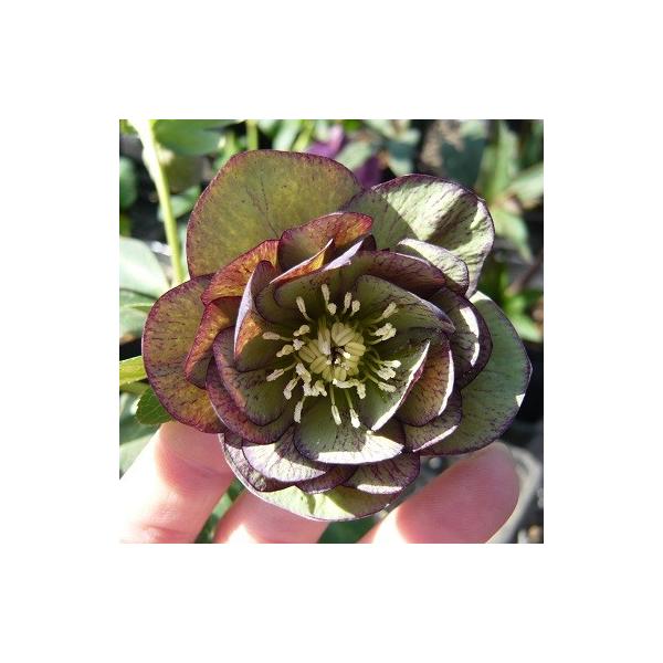 NX}X[Y d炫oCJ[n_u 9cm|bgc i[Z[EIc