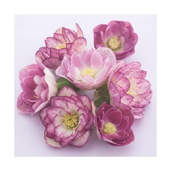 NX}X[Y  c d炫nbs[J[n_u 9cm|bgc i[Z[ Ic