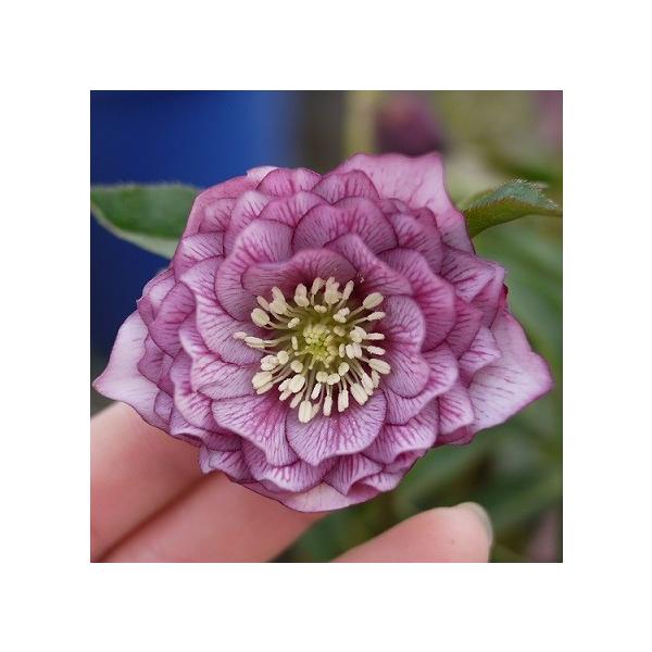 �N���X�}�X���[�Y �� �c ���d�炫 �s�R�e�B�n�_�u�� 9cm�|�b�g �����i�[�Z���[ �����I���c