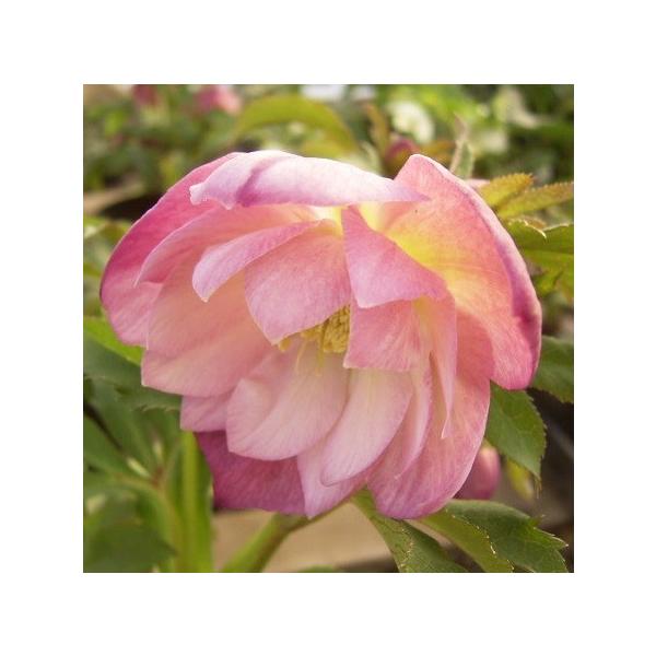 NX}X[Y  c d炫sNn_u 9cm|bgc i[Z[EIc