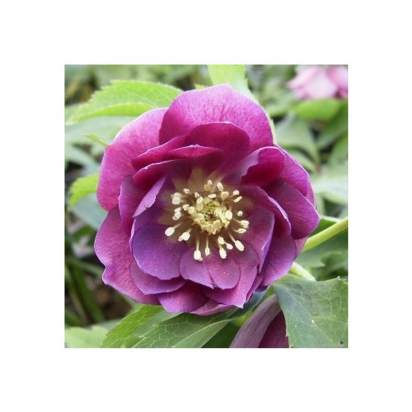 �N���X�}�X���[�Y ���d�炫���b�h�n�_�u�� 9cm�|�b�g�c �����i�[�Z���[�E�����I���c