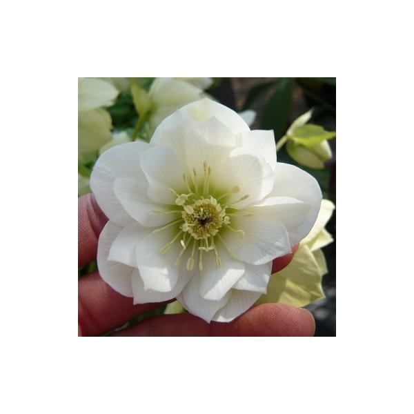 �N���X�}�X���[�Y ���d�炫�z���C�g�n�_�u�� 9cm�|�b�g�c �����i�[�Z���[�E�����I���c