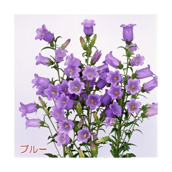 カンパニュラ メイシリーズ 2株セット 耐寒性1 2年草 切り花 花壇 イングリッシュガーデン 寄せ植え Buyee Buyee Japanese Proxy Service Buy From Japan Bot Online