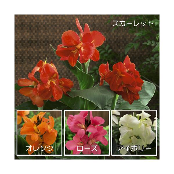 カンナ 花 苗 Ｆ１サウスパシフィックシリーズ １株 多年草 夏