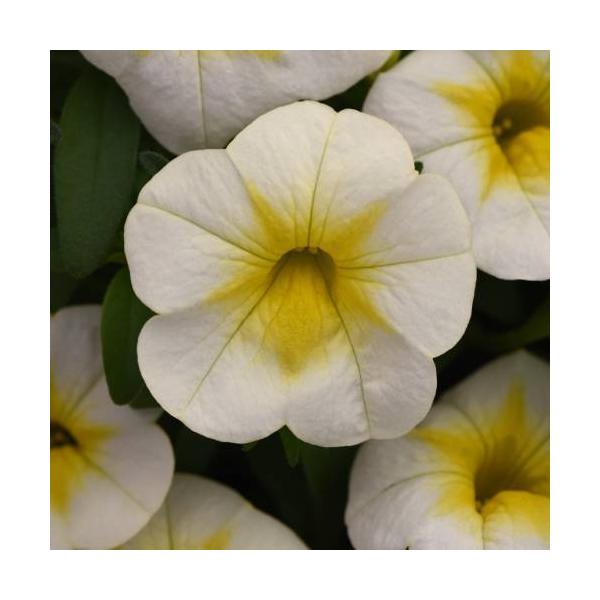 夏 花 多年草の人気商品 通販 価格比較 価格 Com