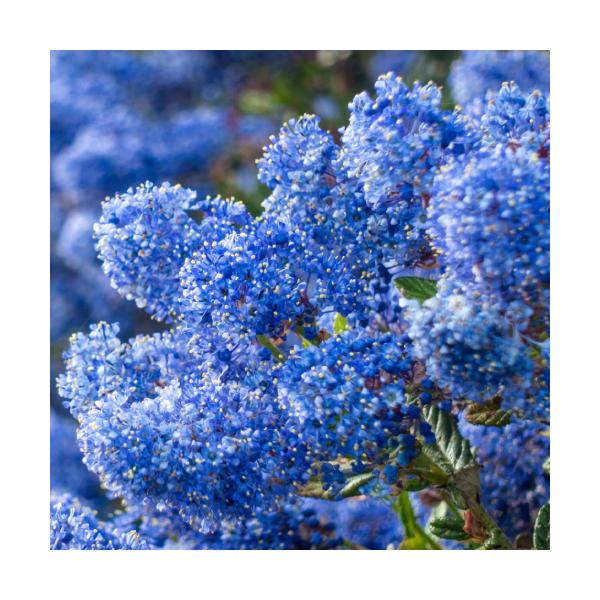 苗 ライラックの人気商品 通販 価格比較 価格 Com