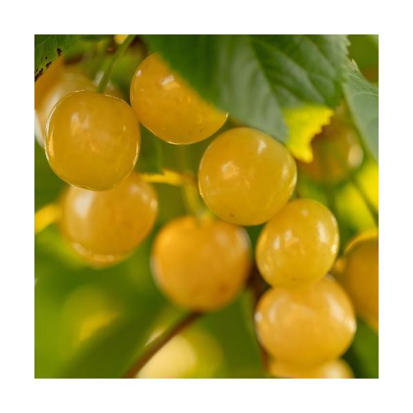  ʎ c  TN{ 1N 13.5cm|bg 1 F t