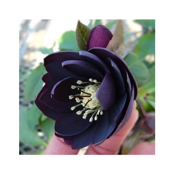 クリスマスローズ 苗 花 八重咲き ブラック 黒系ダブル 9cm クリスマスローズ 苗 花 八重咲き ブラック 黒系ダブル 9cm