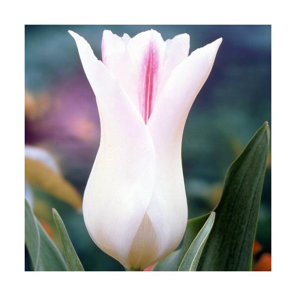 `[bv   炫 t z[h`bN 22pbN 񂹐A v^[ CObVK[f S