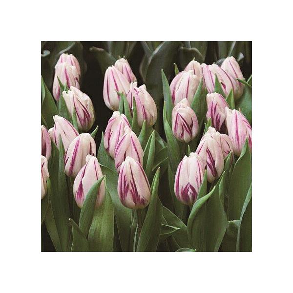 17世、オランダでは本品の様な模様のチューリップに熱狂した時代がありました。その時代のオランダ人画家、レンブラントにちなみ、レンブラントチューリップシリーズとしてご紹介します。■一重咲■開花：4月■草丈：40〜50cm■お届け球根サイズ：球...