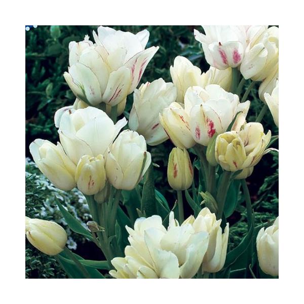 `[bv   }炫 t LfB[Nu H~ 񂹐A 22pbN v^[1t CObVK[f S