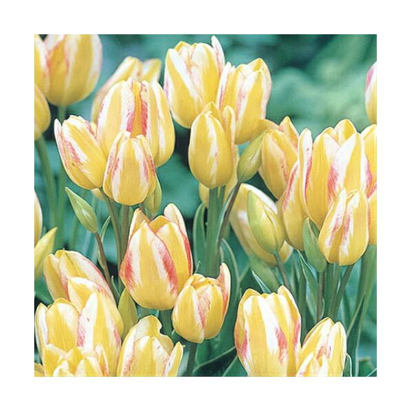 チューリップは1球から1本しか花茎が立ちませんが本品は枝咲きといって茎から枝別れし複数の花が咲きます。なので、何となく得した気分。切り花ではボリュームが有って良いですね。■一重咲き■開花：4月■草丈：40〜50cm■お届け球根サイズ：球周約...