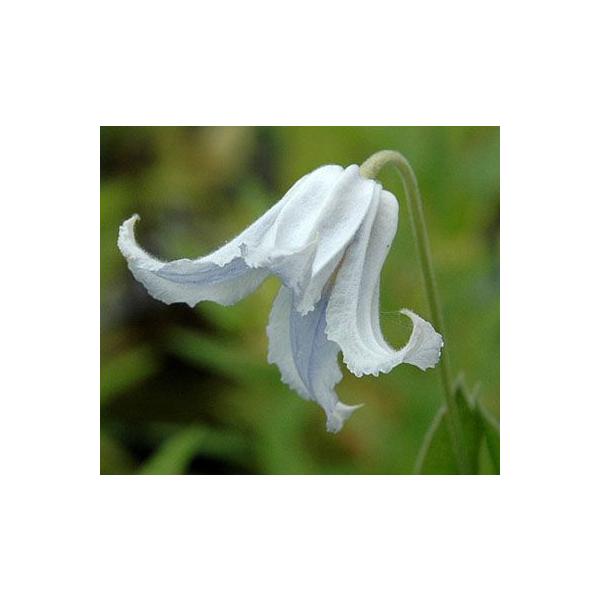 N}`X CeOtHA@Ao 4.5TCY|bg c ĕ̐t