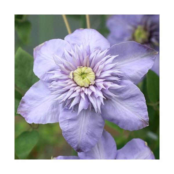 苗 クレマチス 花 Diy 工具の人気商品 通販 価格比較 価格 Com