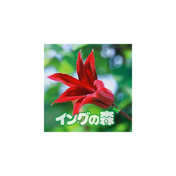 苗 クレマチス 種の人気商品 通販 価格比較 価格 Com