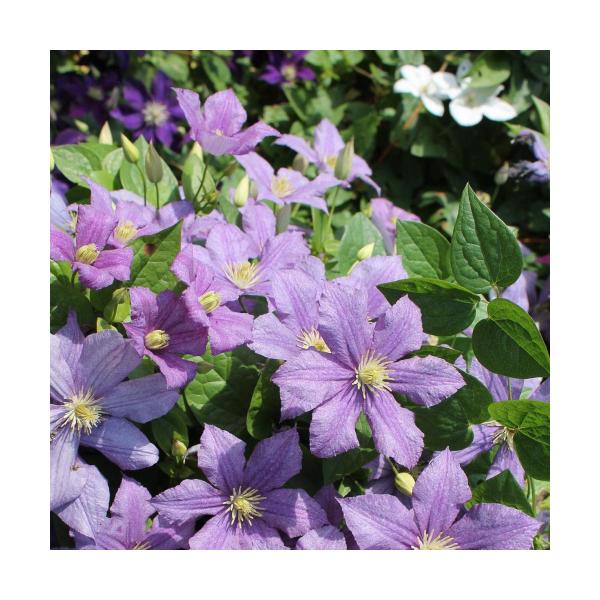 苗 クレマチス ビチセラ Diy 工具の人気商品 通販 価格比較 価格 Com