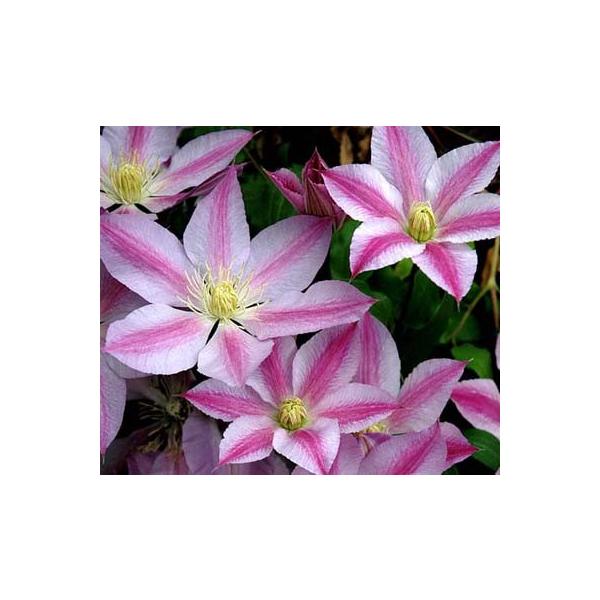 クレマチスの育て方の価格と最安値 おすすめ通販を激安で