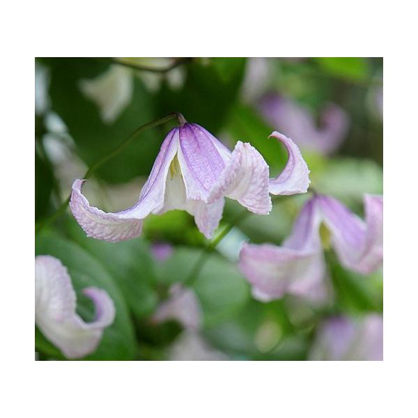 クレマチス 花 苗 パゴダ 4 5号サイズ ポット 育て方の説明書付き N Clematis Pagoda イングの森 花 苗 球根 育て方 通販 Yahoo ショッピング